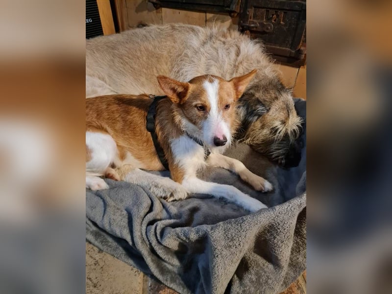 ❤️MARCO❤️     Bereits auf Pflegestelle in Deutschland