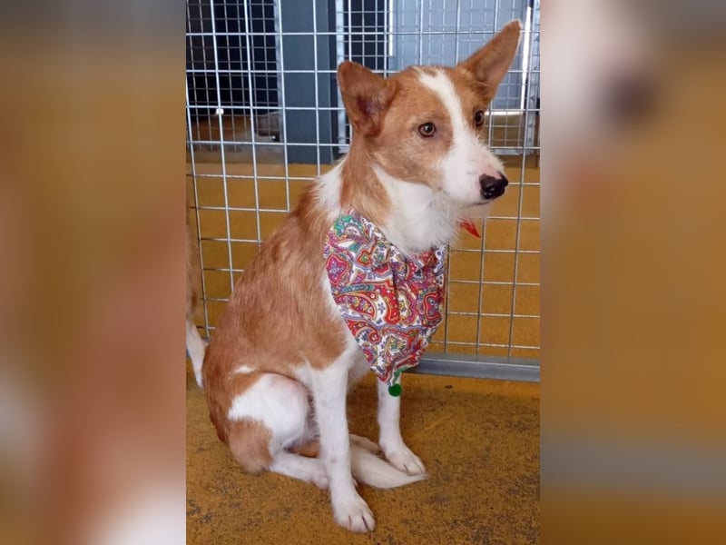 ❤️MARCO❤️   ❗Bereits auf Pflegestelle in Deutschland❗