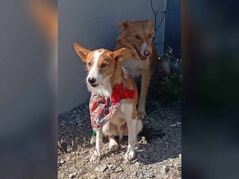 ❤️MARCO❤️   ❗Bereits auf Pflegestelle in Deutschland❗