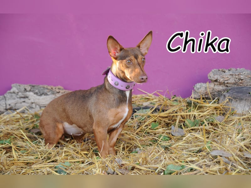 Könnte Chika vielleicht deinem Zuhause Wärme und Liebe schenken?