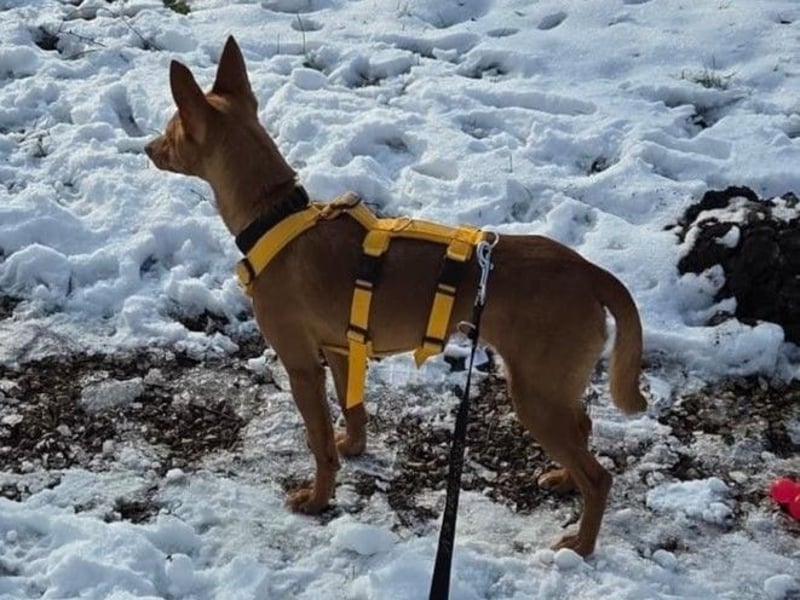 Wendy2 geb. 06/2024 (in Deutschland) - soziale und verspielte, sehr hübsche Podenca Andaluz!