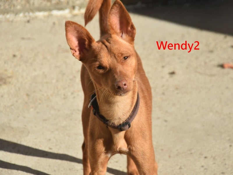 Wendy2 geb. 06/2024 (in Deutschland) - soziale und verspielte, sehr hübsche Podenca Andaluz!