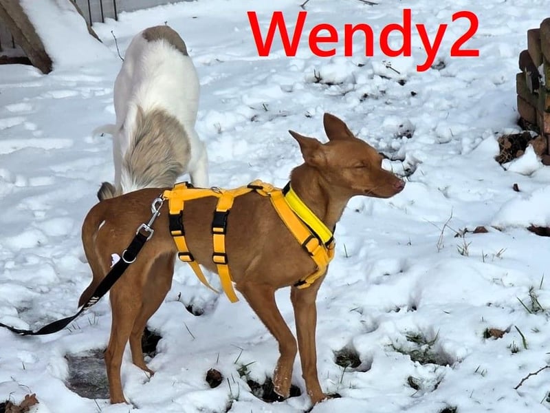 Wendy2 geb. 06/2024 (in Deutschland) - soziale und verspielte, sehr hübsche Podenca Andaluz!