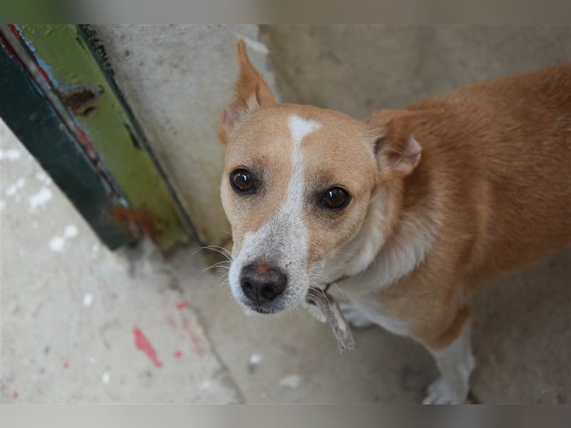 Molly, Schmusebacke sucht Zuhause