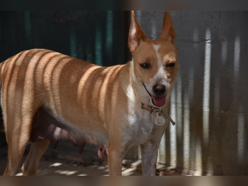 Molly, Schmusebacke sucht Zuhause