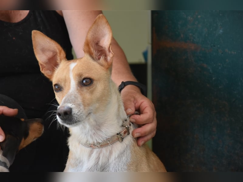 Molly, Schmusebacke sucht Zuhause