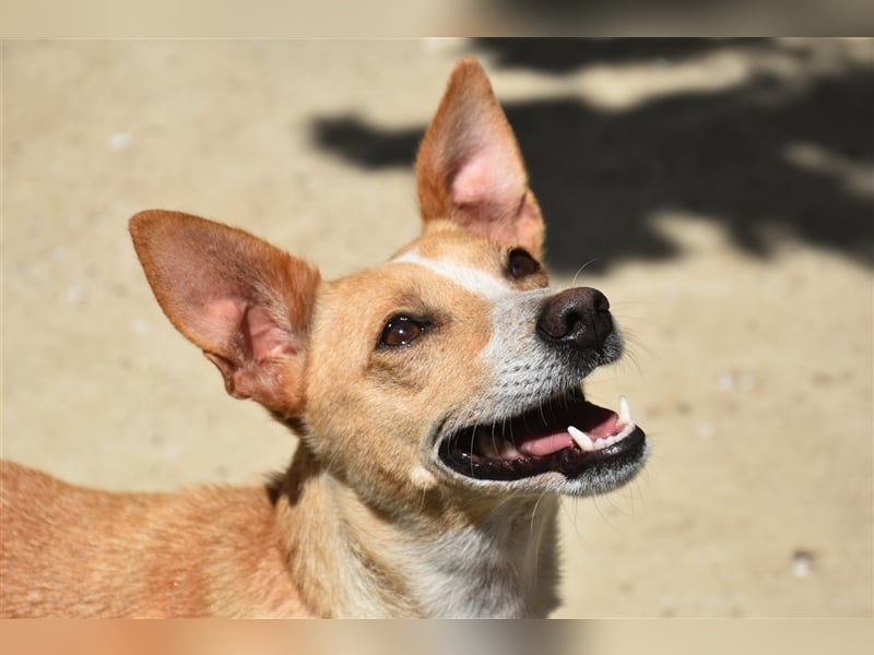 Molly, Schmusebacke sucht Zuhause