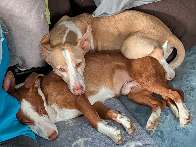 Notfell Penny - braucht dringend ein neues Zuhause