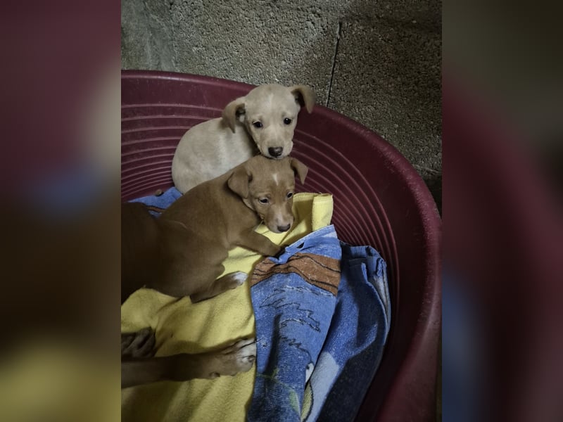 Freya - zarte Podenca-Seele sucht ihr sicheres Für-immer-Zuhause
