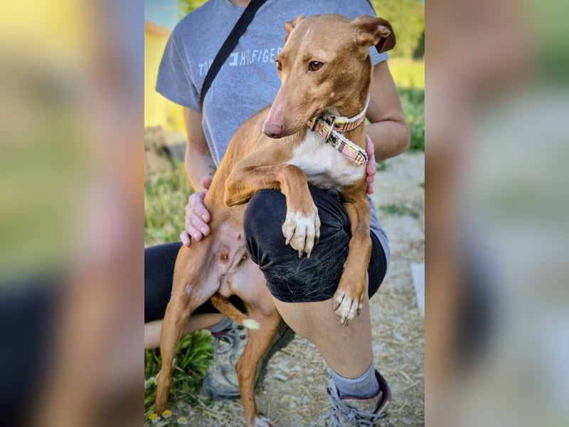 Freya - zarte Podenca-Seele sucht ihr sicheres Für-immer-Zuhause