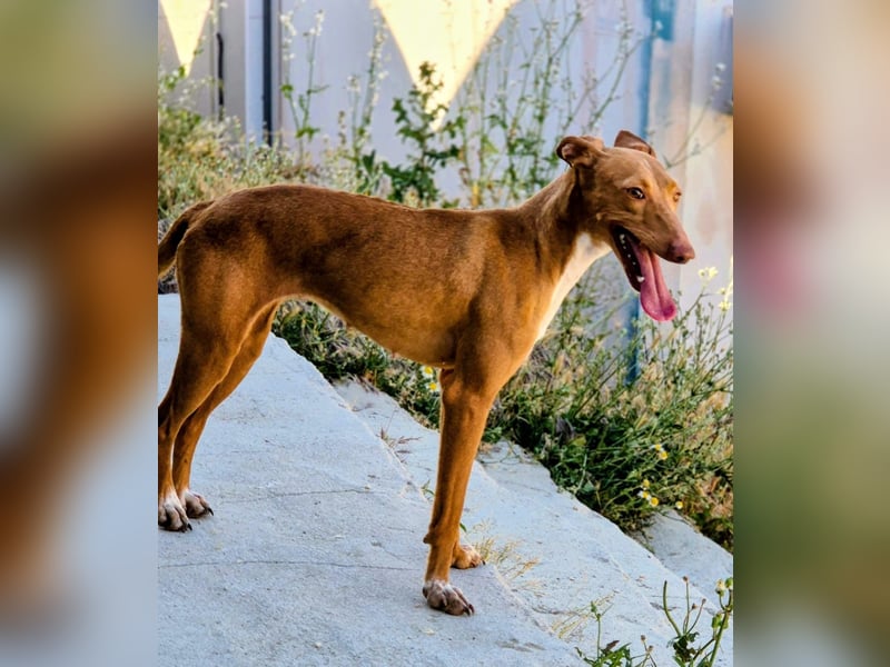 Freya - zarte Podenca-Seele sucht ihr sicheres Für-immer-Zuhause