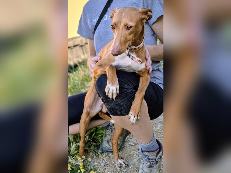 Freya - zarte Podenca-Seele sucht ihr sicheres Für-immer-Zuhause