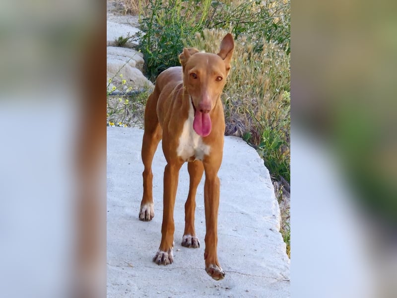 Freya - zarte Podenca-Seele sucht ihr sicheres Für-immer-Zuhause