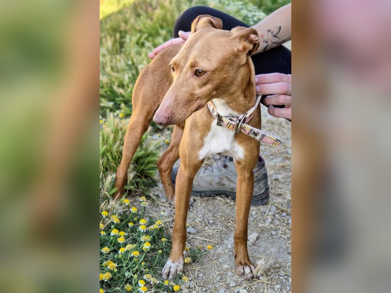 Freya - zarte Podenca-Seele sucht ihr sicheres Für-immer-Zuhause