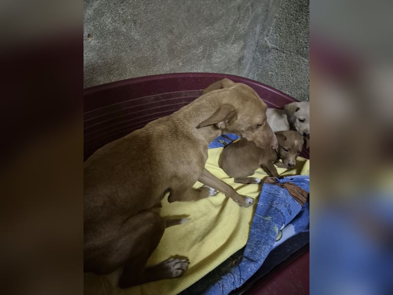 Freya - zarte Podenca-Seele sucht ihr sicheres Für-immer-Zuhause