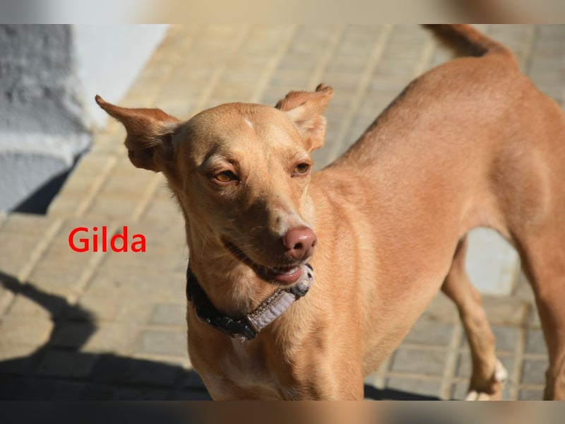 Gilda geb. 01/2022 (in Deutschland) - wunderschöne Podenca sucht die passende Familie!