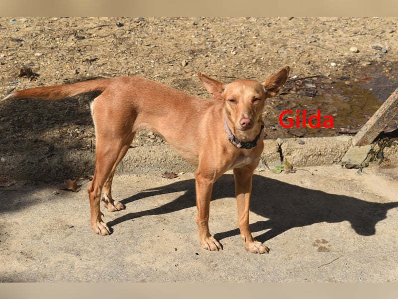 Gilda geb. 01/2022 (in Deutschland) - wunderschöne Podenca sucht die passende Familie!