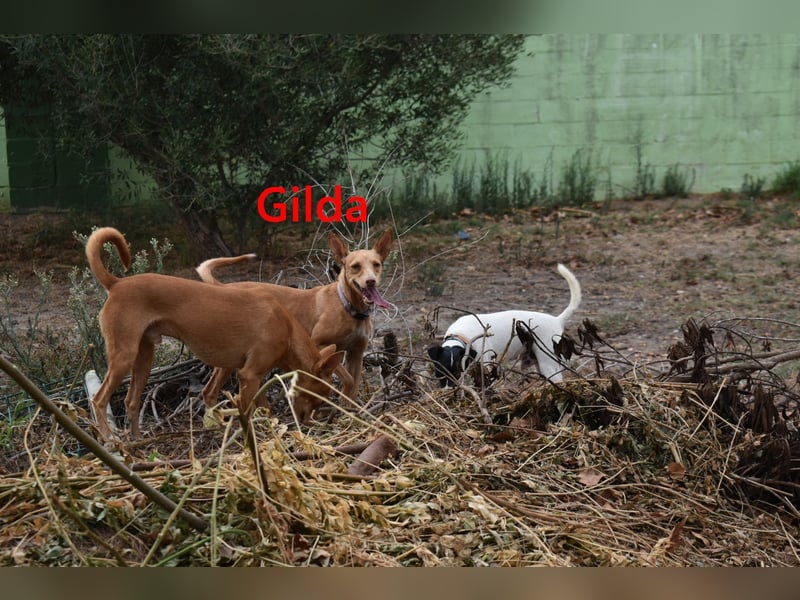 Gilda geb. 01/2022 (in Deutschland) - wunderschöne Podenca sucht die passende Familie!
