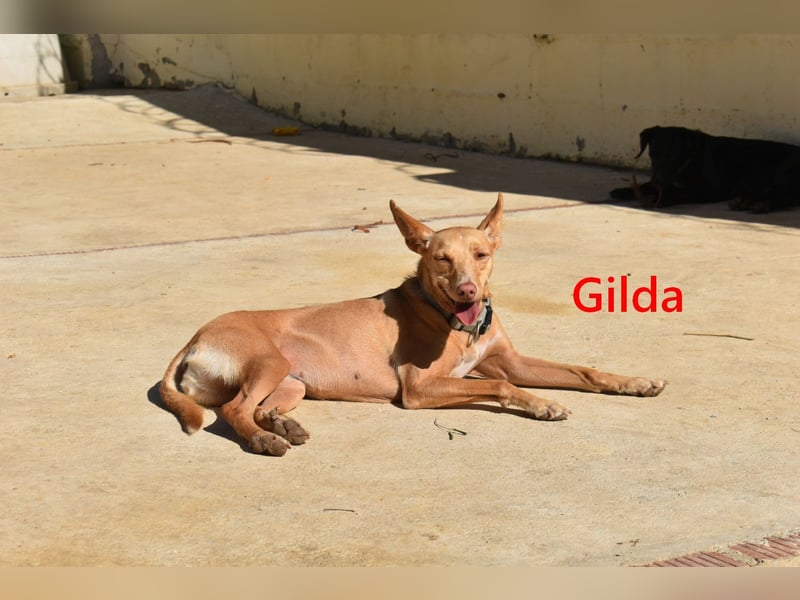 Gilda geb. 01/2022 (in Deutschland) - wunderschöne Podenca sucht die passende Familie!