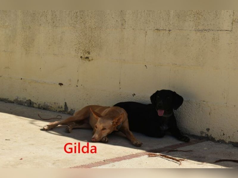 Gilda geb. 01/2022 (in Deutschland) - wunderschöne Podenca sucht die passende Familie!