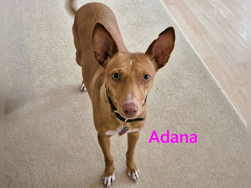 Adana geb. 01/2024 (in Deutschland) - neugierige und kluge Podenco Andaluz Hündin!