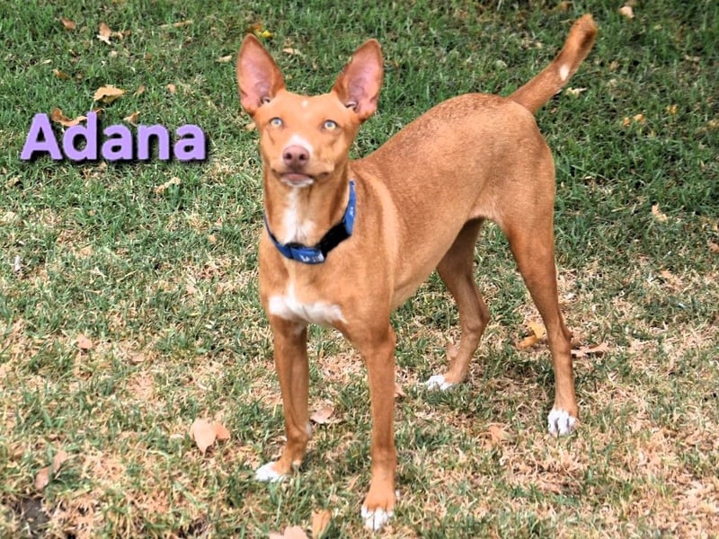 Adana geb. 01/2024 (in Deutschland) - verschmuste und kluge Podenco Andaluz Hündin!