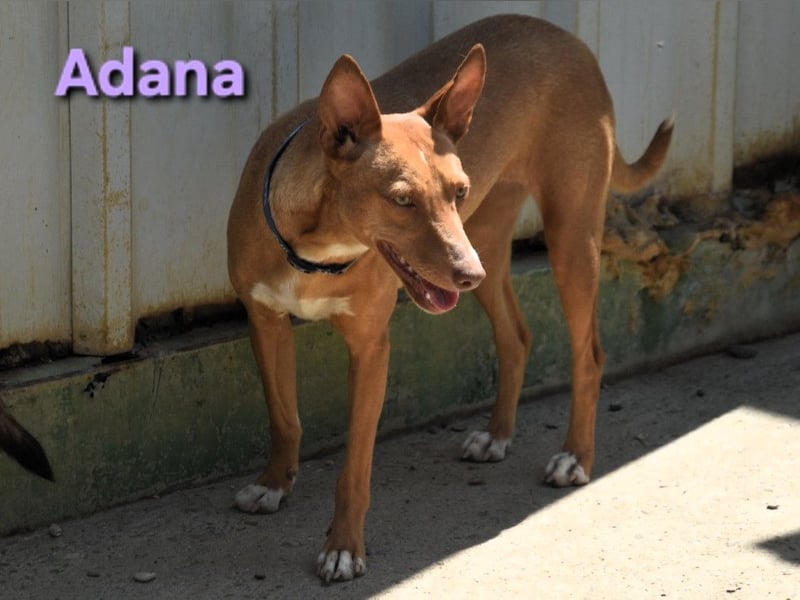 Adana geb. 01/2024 (in Deutschland) - verschmuste und kluge Podenco Andaluz Hündin!