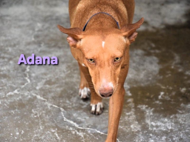 Adana geb. 01/2024 (in Deutschland) - verschmuste und kluge Podenco Andaluz Hündin!