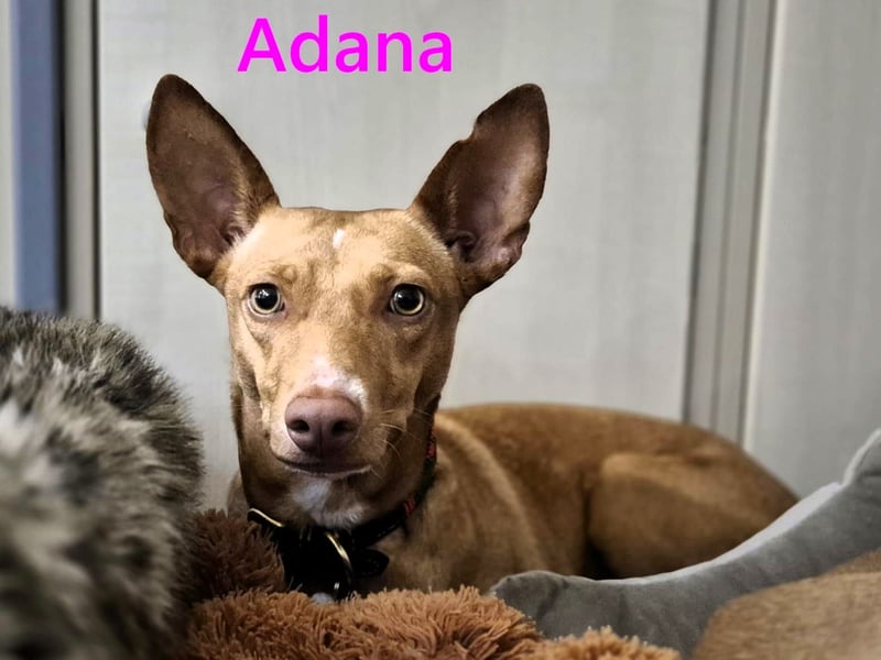 Adana geb. 01/2024 (in Deutschland) - neugierige und kluge Podenco Andaluz Hündin!