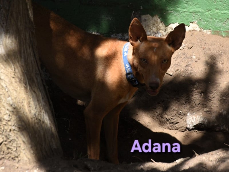 Adana geb. 01/2024 (in Deutschland) - verschmuste und kluge Podenco Andaluz Hündin!