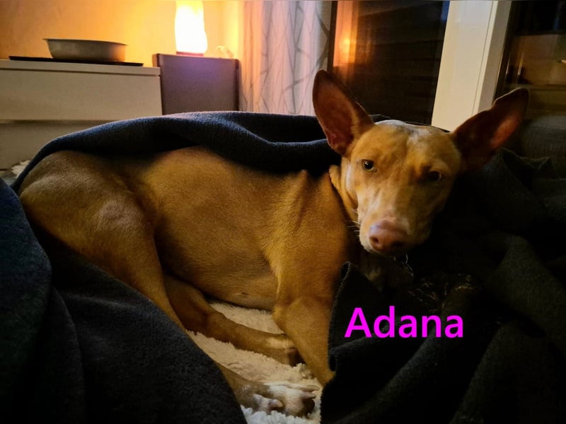 Adana geb. 01/2024 (in Deutschland) - neugierige und kluge Podenco Andaluz Hündin!