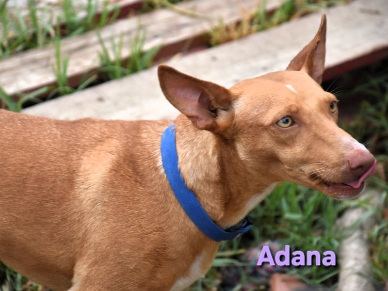 Adana geb. 01/2024 (in Deutschland) - verschmuste und kluge Podenco Andaluz Hündin!