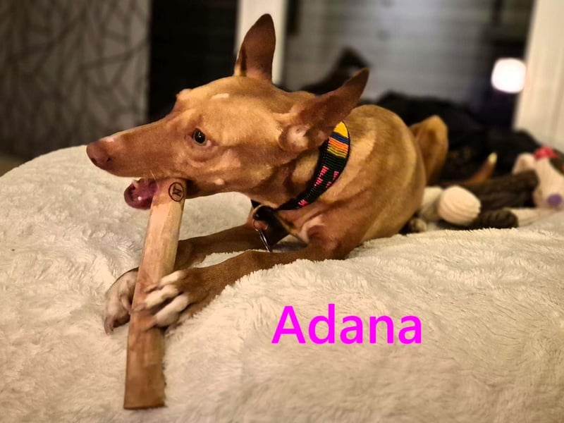 Adana geb. 01/2024 (in Deutschland) - neugierige und kluge Podenco Andaluz Hündin!
