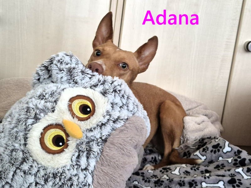 Adana geb. 01/2024 (in Deutschland) - neugierige und kluge Podenco Andaluz Hündin!