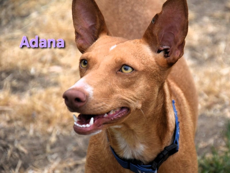 Adana geb. 01/2024 (in Deutschland) - verschmuste und kluge Podenco Andaluz Hündin!