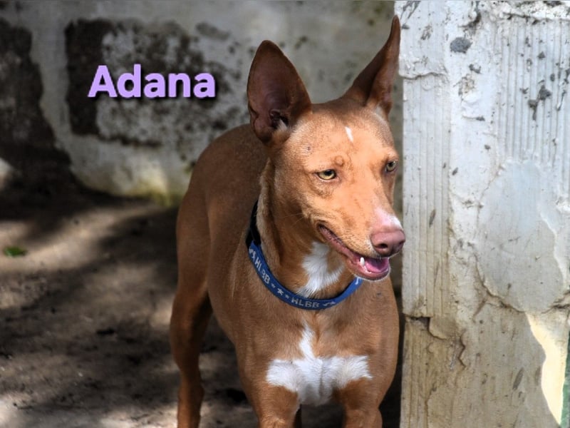 Adana geb. 01/2024 (in Deutschland) - verschmuste und kluge Podenco Andaluz Hündin!