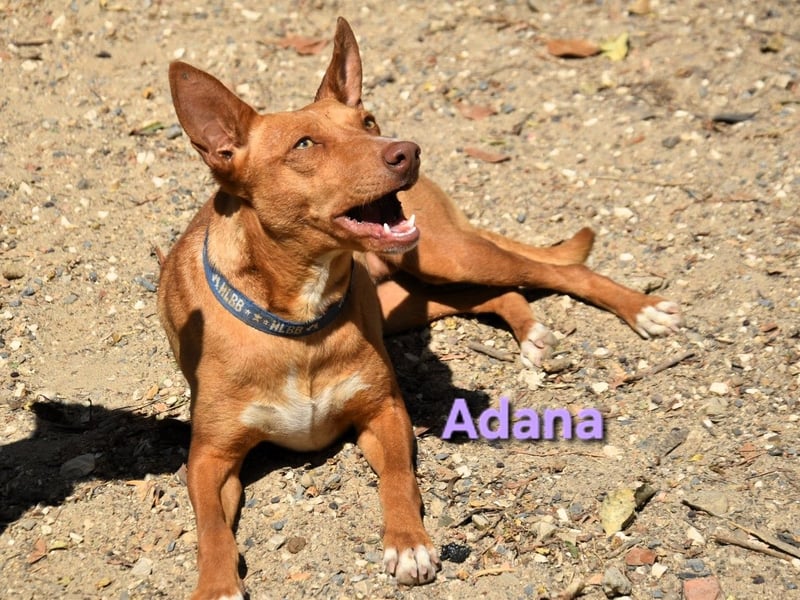 Adana geb. 01/2024 (in Deutschland) - verschmuste und kluge Podenco Andaluz Hündin!