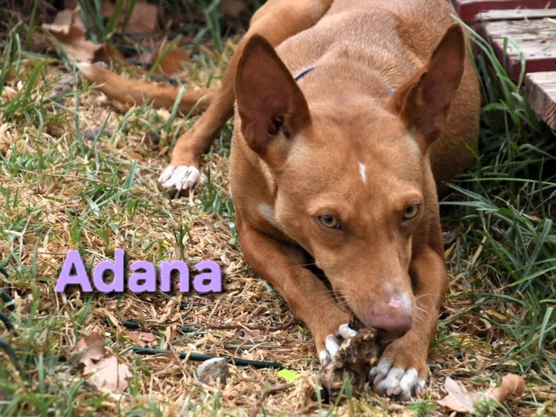 Adana geb. 01/2024 (in Deutschland) - verschmuste und kluge Podenco Andaluz Hündin!