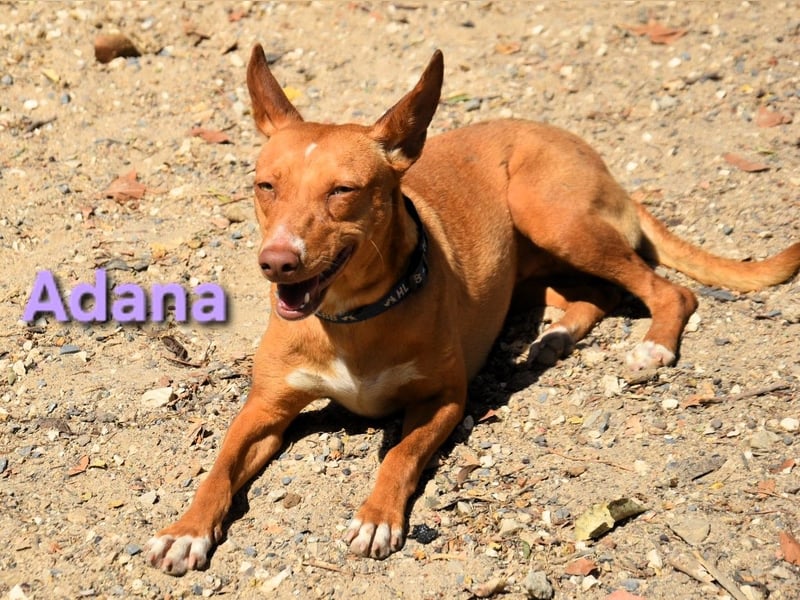 Adana geb. 01/2024 (in Deutschland) - verschmuste und kluge Podenco Andaluz Hündin!