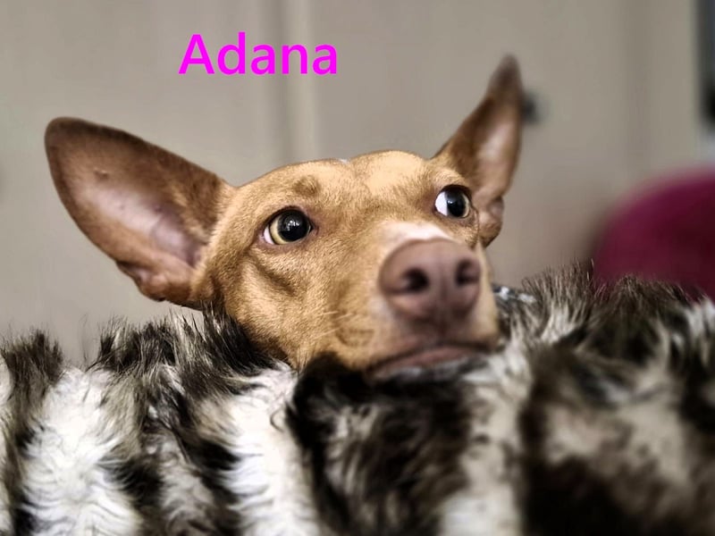 Adana geb. 01/2024 (in Deutschland) - neugierige und kluge Podenco Andaluz Hündin!