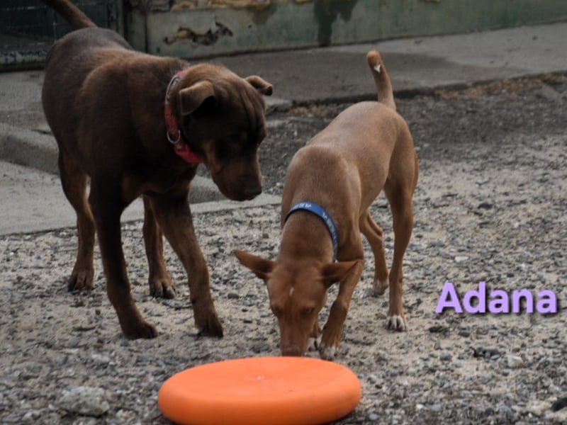 Adana geb. 01/2024 (in Deutschland) - verschmuste und kluge Podenco Andaluz Hündin!