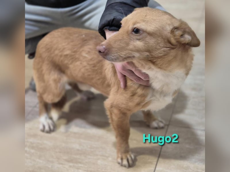 Hugo2 geb. 01/2025 (ESP) - verschmuster Podencojunge sucht liebevolle Familie!