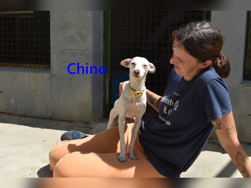Chino geb. 11/2025 (ESP) - unbeschwerter Podencowelpe sucht liebevolle Familie!
