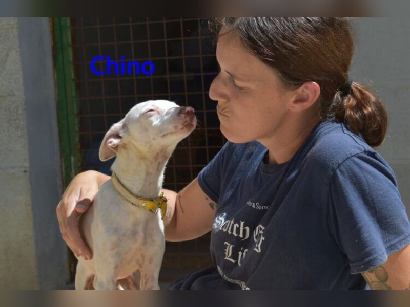 Chino geb. 11/2025 (ESP) - unbeschwerter Podencowelpe sucht liebevolle Familie!