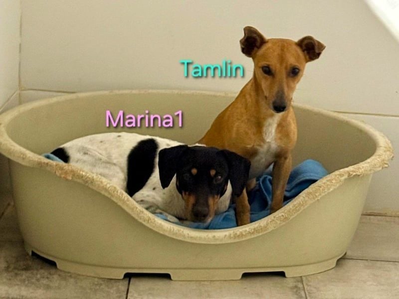 Tamlin geb. 07/2020 (ESP) - sehr liebevoller, edler und sanfter, kleiner Podenco!