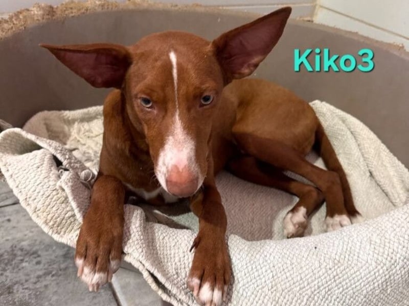 Kiko geb. 10/2025 (ESP) - zauberhafter, gut gelaunter Podenco-Junge!