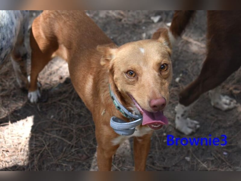 Brownie3 geb. 08/2025 (ESP) - gutgelaunter und fröhlicher Podenco!