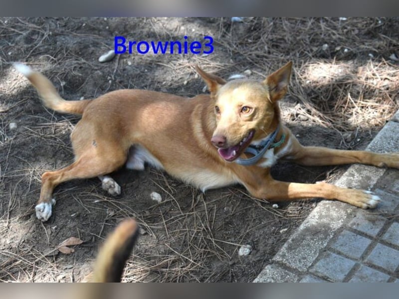 Brownie3 geb. 08/2025 (ESP) - gutgelaunter und fröhlicher Podenco!