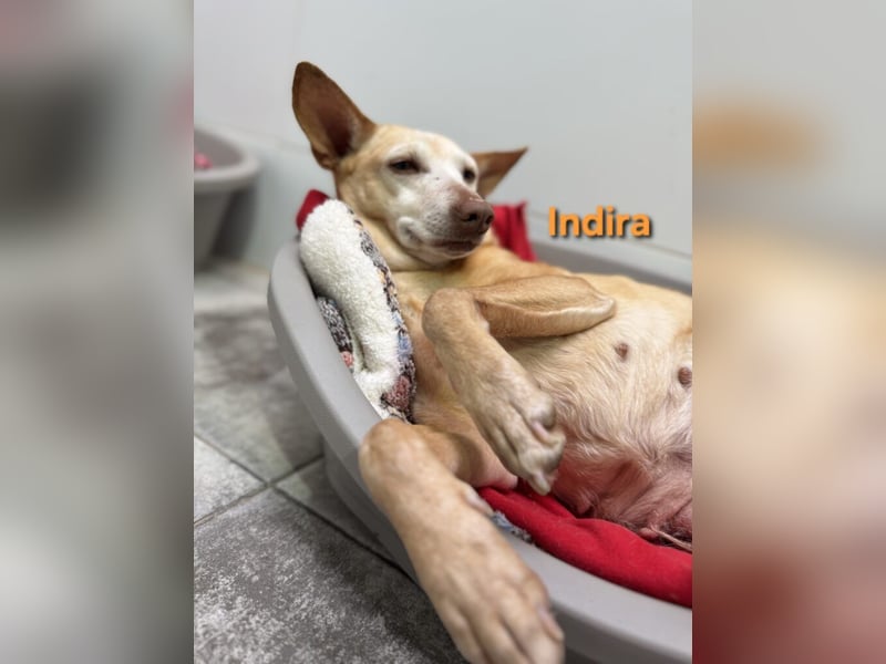 Indira geb. 03/2023 (ESP) - wunderschöne und liebevolle Podenca!