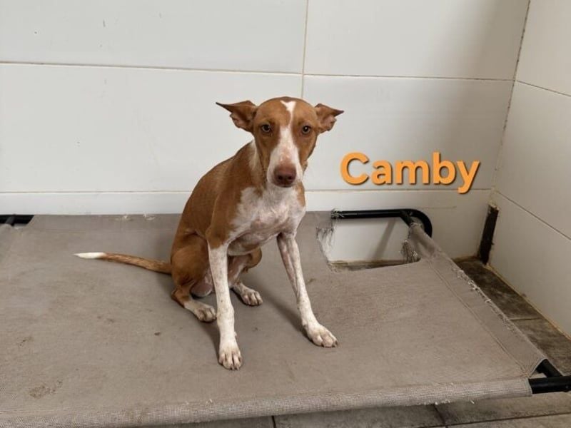 Camby geb. 01/2025 (ESP) - liebevolle, zugewandte Podenca sucht ihre Familie!